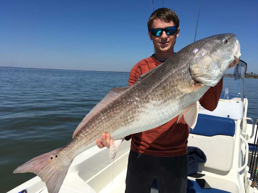 big redfish are raoming in the IRL and Mosquito Lagoons