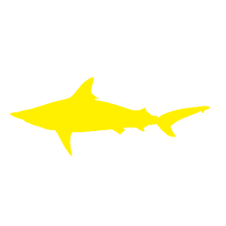 Blacktip Shark Fishing