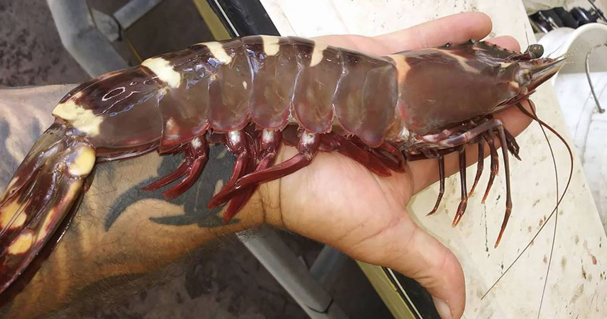 tiger shrimp caught at Ponce Inlet