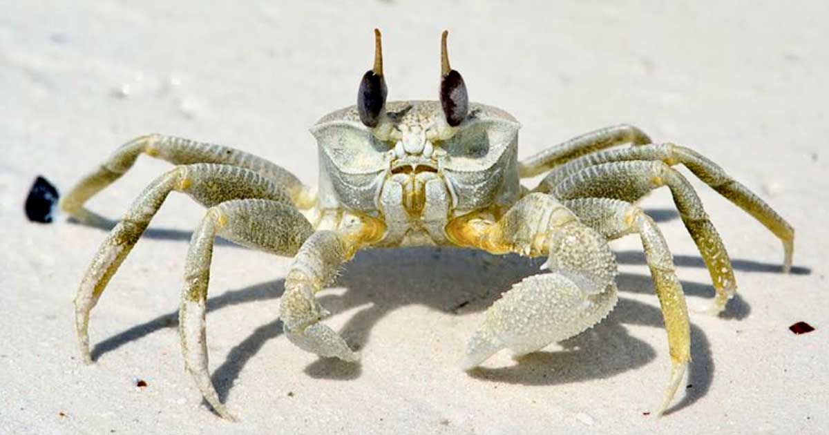 GHOST CRAB