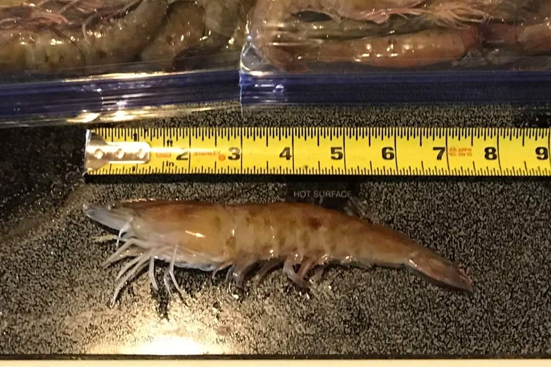 central florida shrimp report