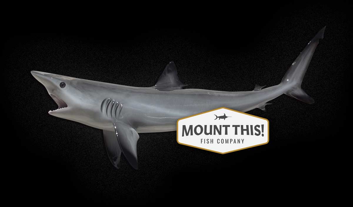 blacktip shark full mount replica