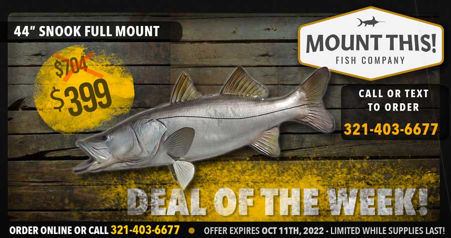 Rockledge Florida Snook Fish Mount

